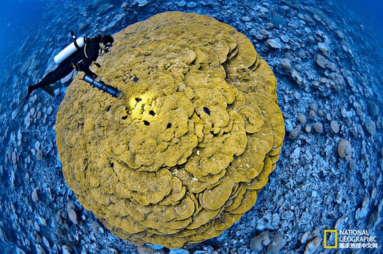 金曼礁國(guó)家紀(jì)念區(qū)，太平洋攝影：Brian Skerry，國(guó)家地理創(chuàng)意版