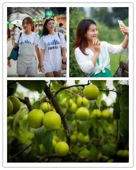 美女與香梨，你更愛哪一個？！