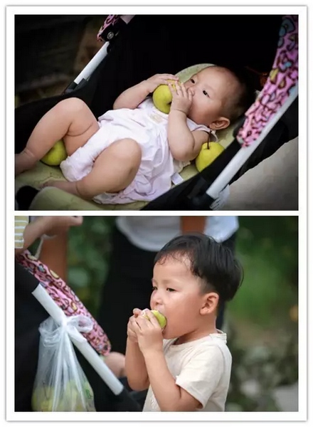 純天然無公害，新鮮采摘，直接入口！