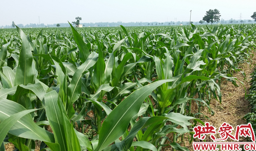種植其他品種的玉米苗枝粗葉大，郁郁蔥蔥