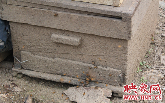 甜蜜的事業(yè)帶來(lái)煩惱 磙子營(yíng)鄉(xiāng)2000公斤蜂蜜難銷