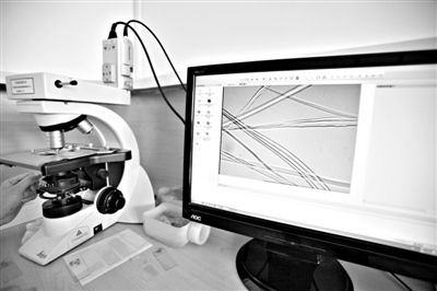 顯微鏡下，蠶絲呈現(xiàn)出表面有光澤，形狀不規(guī)則，粗細(xì)不均。