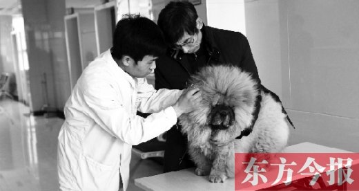 在一家大型寵物醫(yī)院里，生病的狗狗正在接受治療