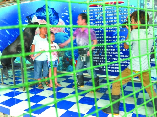 海獅就這樣被飼養(yǎng)員和攝影師擺弄，稍不聽(tīng)話就會(huì)遭到毒打。