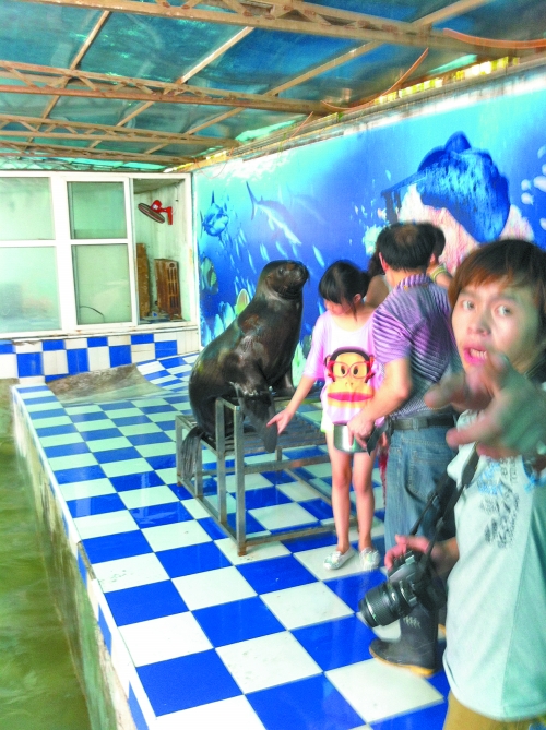 海獅館內(nèi)的攝影師警惕性很高,禁止記者拍照。