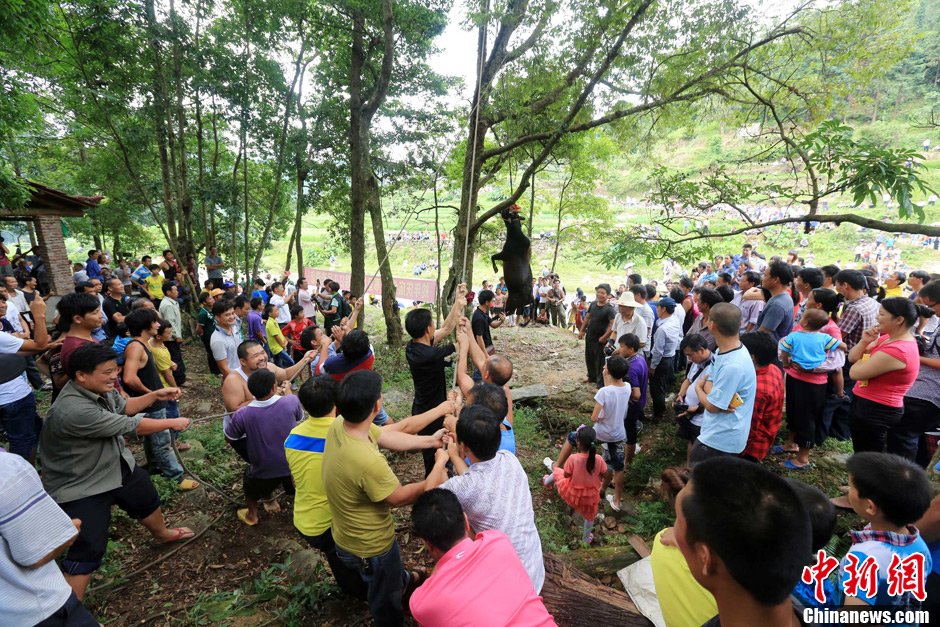 黃牛被侗族村民合力吊在樹上。譚凱興 攝