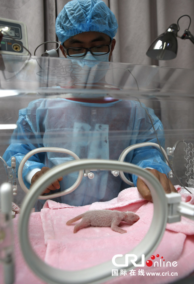 2013年7月11日，成都大熊貓繁育研究基地月亮產(chǎn)房，工作人員在照顧新生大熊貓寶寶。