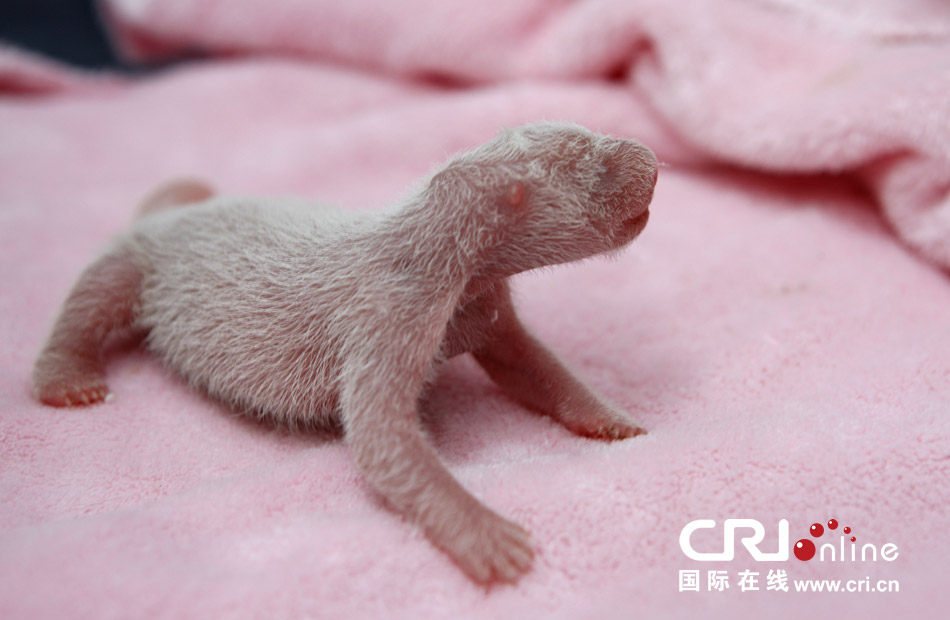 2013年7月11日，成都大熊貓繁育研究基地月亮產(chǎn)房，新生大熊貓寶寶在育嬰箱里憨態(tài)可掬。
