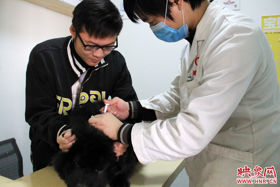 一名專(zhuān)業(yè)醫(yī)師在為狗狗注攝芯片