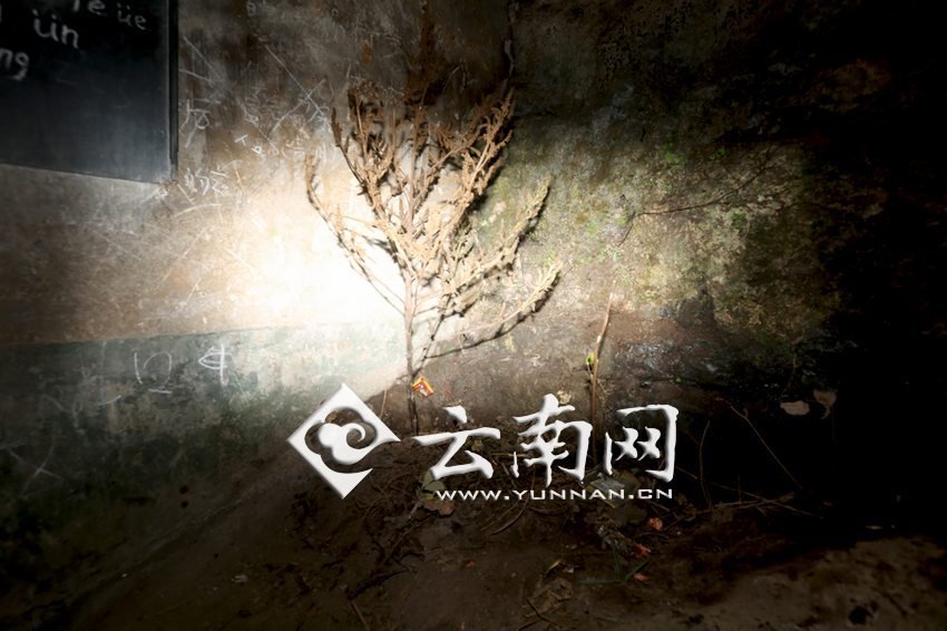 　教室里沒有燈，光線太暗，村民便種下了野蘇麻，希望教室有綠色，讓孩子們看到“希望”。 徐弘毅 攝