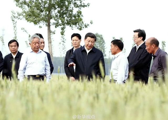 習(xí)近平走進(jìn)糧田,看麥穗灌漿,問(wèn)農(nóng)田建設(shè)。