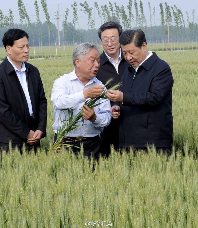 習(xí)近平走進(jìn)糧田,看麥穗灌漿,問(wèn)農(nóng)田建設(shè)。