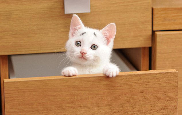 英國“焦慮貓”長“八字眉” 爆紅網(wǎng)絡