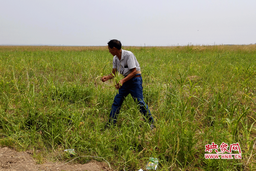 被農(nóng)藥摧毀的玉米。