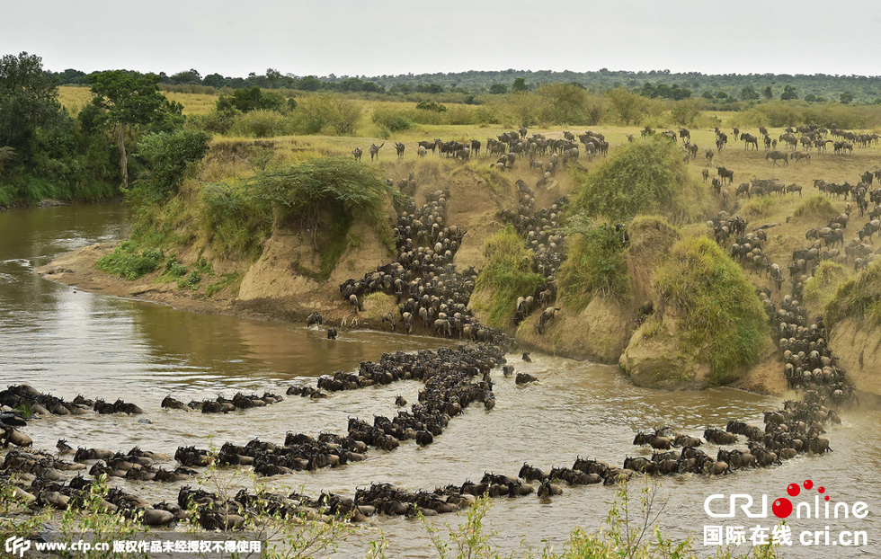 當(dāng)?shù)貢r(shí)間2015年9月4日，肯尼亞馬賽馬拉，角馬大遷徙。