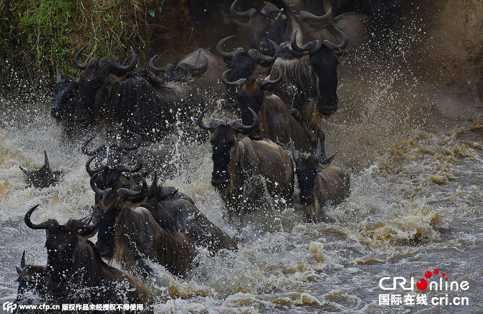 當(dāng)?shù)貢r(shí)間2015年9月4日，肯尼亞馬賽馬拉，角馬大遷徙。