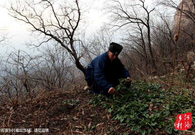 山上缺雨少水，不大的一方菜地。是他和另一個道友的菜地，老崔的蔬菜倒也擺弄的一片生機盎然。