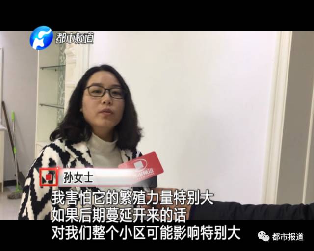 蟻?zhàn)宕筌娙肭?！十幾萬(wàn)裝修的新家被“吃掉”