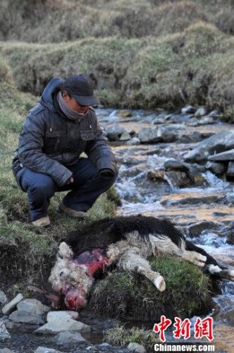 　今年，他家已經有3只羊被狼咬死。確·胡熱攝