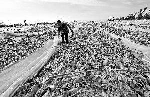 12日，工人在海南省樂東縣佛羅鎮(zhèn)清理被臺(tái)風(fēng)刮爛的哈密瓜薄膜架子。 新華社發(fā)