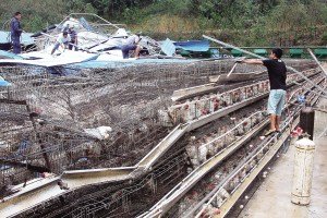 11月13日，位于三亞市吉陽鎮(zhèn)的三亞市菜籃子蛋雞基地，工人們正在搶修雞舍設施。