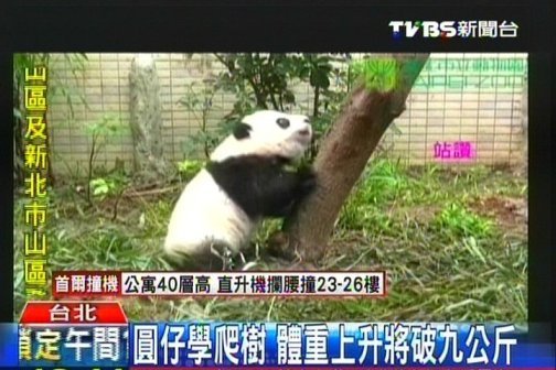 大陸贈(zèng)臺(tái)熊貓幼崽將逾9公斤學(xué)爬樹場(chǎng)面逗趣