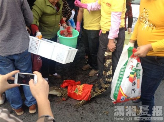鱷魚被車主抓到。
