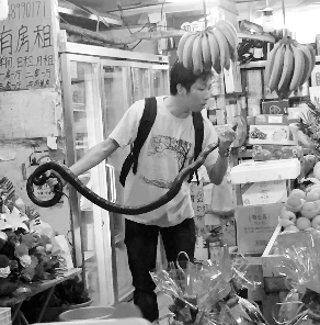 捕蛇專家張亮抓住眼鏡王蛇。信息時報記者 康健 翻拍