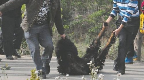 雙流鳳凰村兩只巨型藏獒襲擊村民，民警用手槍將其當場擊斃