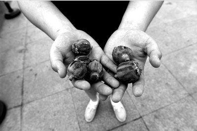 “大煙殼”輕易就可以買到。下圖：女攤主拿出藏在紅色兜子里的“大煙殼”，向記者兜售。京華時報實習記者趙思衡攝