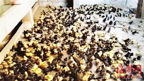 為了討薪，何某相將1130多只鴨苗趕到對(duì)方家里