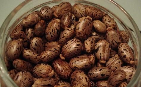 蓖麻子中含蓖麻毒蛋白及蓖麻堿，特別是前者，會(huì)引起中毒。網(wǎng)絡(luò)截圖