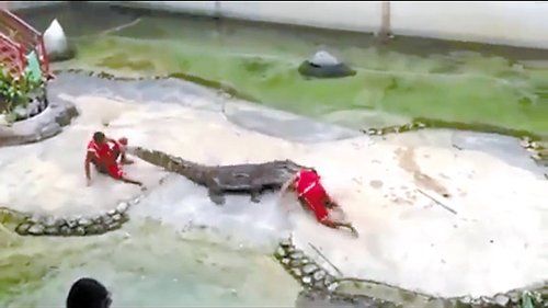 馴獸師靠近鱷魚(yú)慢慢把頭放入張大的嘴中