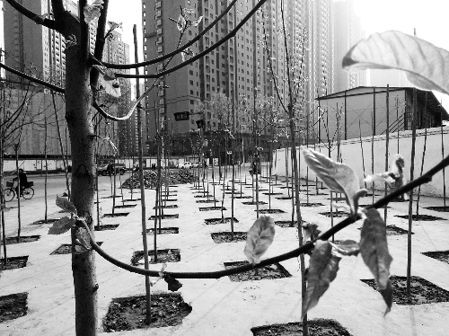 英協(xié)路沈莊北街路口空地上，城管雇人種的100多棵樹已經(jīng)長出了嫩芽