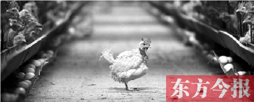 雞蛋賠本賣仍滯銷 養(yǎng)殖戶感嘆補貼政策有失公允