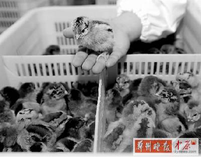 五一過后，雞苗價格逐步漲至2元