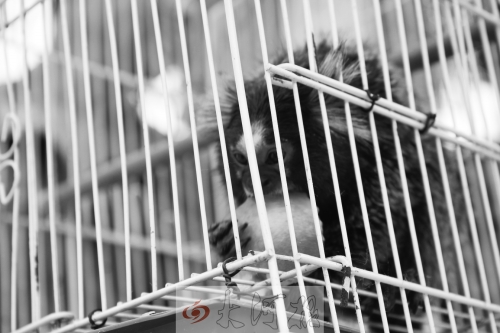 “不要盯著俺看，俺害羞……”（設計臺詞）