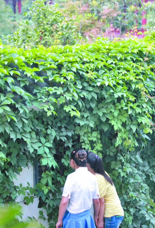 外面的游客正通過墻上的鏤空的窗，向夢溪園內(nèi)觀望。