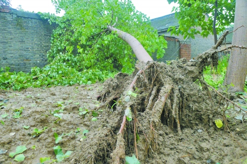 在焦作馬村區(qū)白莊老村，大樹被狂風(fēng)刮倒。