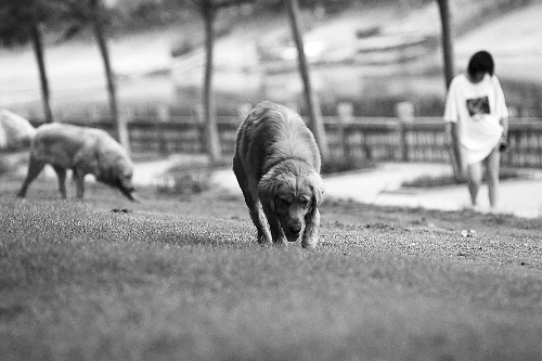 　喜歡養(yǎng)大狗狗的朋友，要抓緊給愛(ài)犬在郊外安個(gè)家哦！