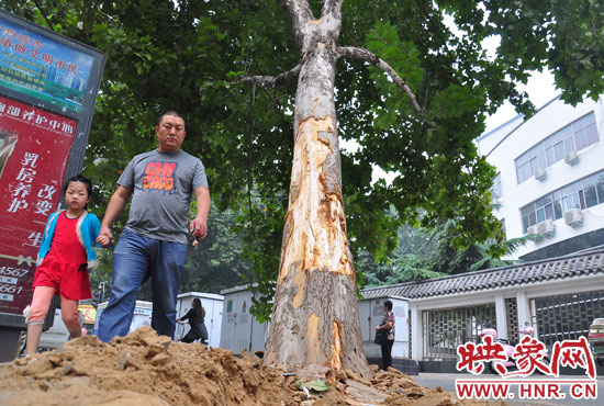 大樹根部翹起，歪向人行道邊。