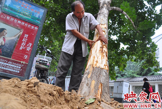 法桐受傷嚴重，樹皮上還沾著不少玻璃。