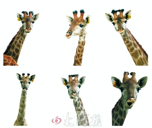 不是我們“高高在上”，只是個子太高就看看臉吧！