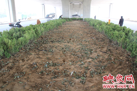 4月17日，當(dāng)記者經(jīng)過該路段時(shí)，發(fā)現(xiàn)那些“大葉女貞”并沒有繼續(xù)留在橋下生長(zhǎng)，而是被悄悄移走了。