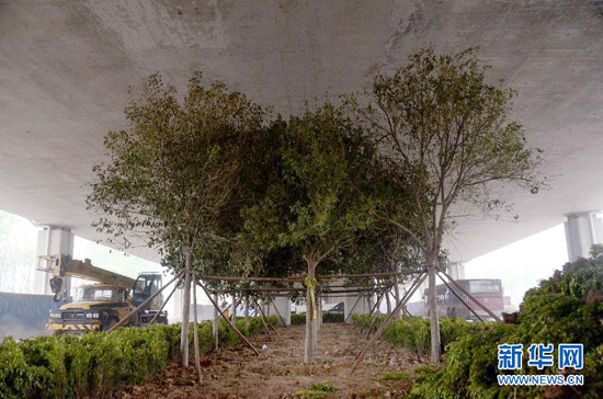 鄭州紫辰路與南三環(huán)交叉口向西，南三環(huán)快速路立交橋下，種植了40余棵大葉女貞，樹木已與立交橋底齊高。