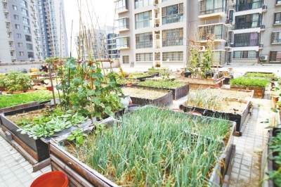  小區(qū)3層商鋪的樓頂是個大平臺，個人圍起來的“小菜園”約有50多個。