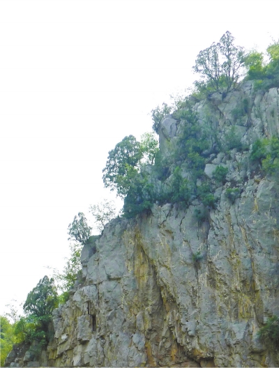 南太行山崖長(zhǎng)的只是側(cè)柏,不是崖柏。