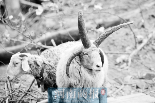 “咩……我的原主人說，他養(yǎng)了一輩子羊，也沒見過我這種情況”