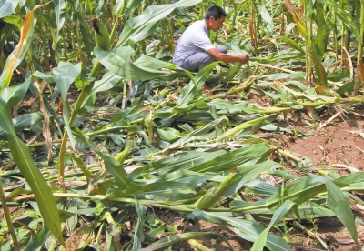 甕峪村一莊稼地，被野豬糟蹋的玉米。