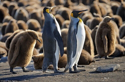 企鵝爸爸媽媽總能憑借叫聲準(zhǔn)確的找到自己的寶寶